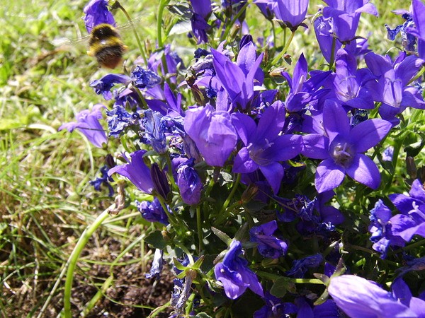 Busy bee