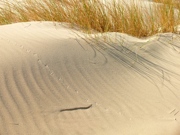Dunes