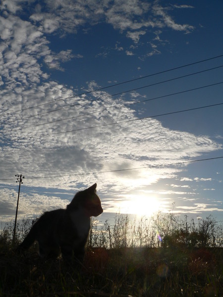 Kitten at Sunset
