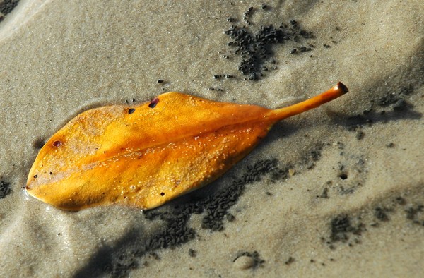 Feuille sur le sable