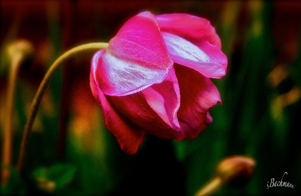 A rendering Rose ( Sunday play )