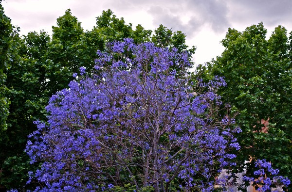  A purple tree in Spain !