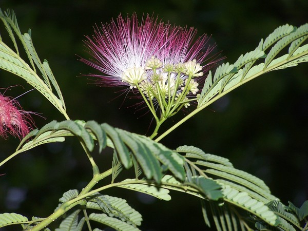 Flowering Mimosa Tree by Beverly Farrington | ArtWanted.com