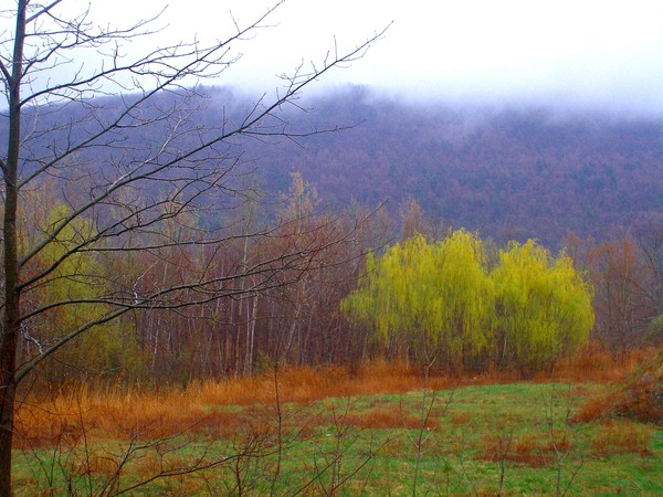willows