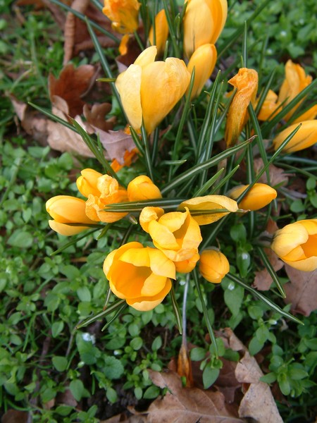 Crocuses