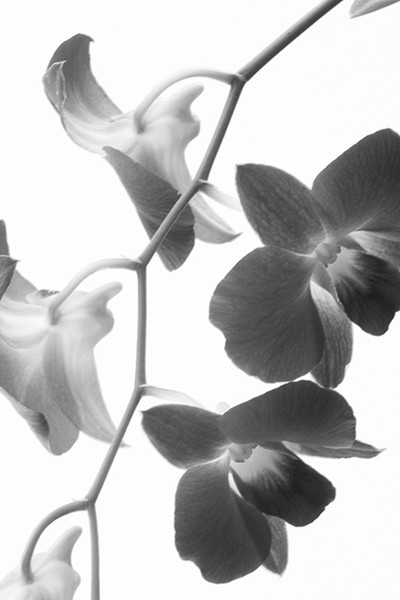 A Latice Of Orchids