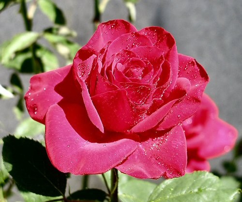 Dewy Rose