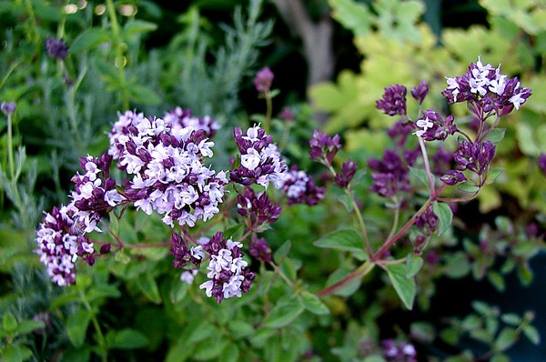 Marjoram~3