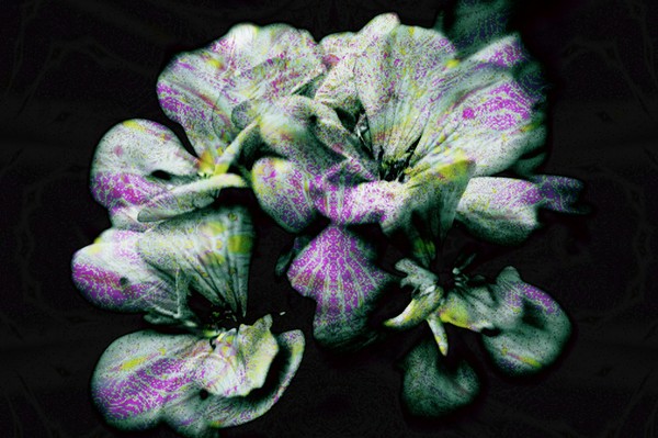 Geranium Splash