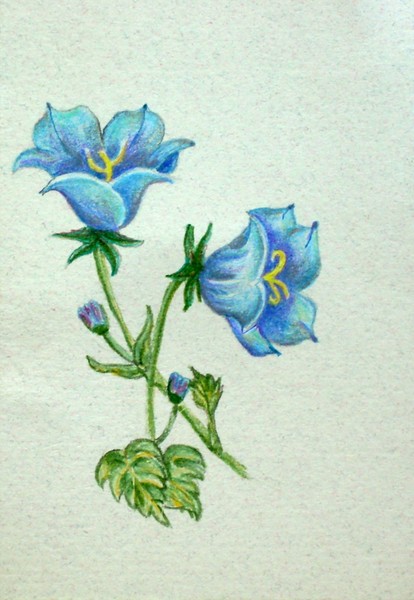 Campanula