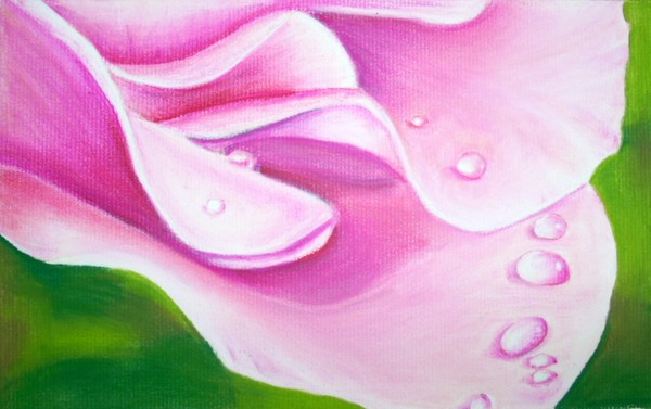 Drops on petals