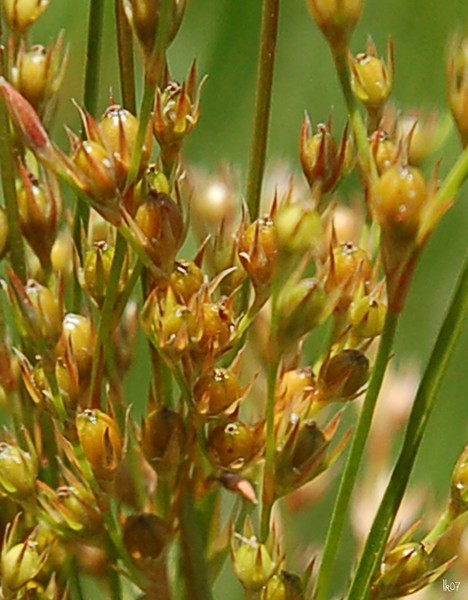 WILDFLOWERS - 3202