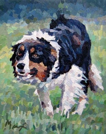 Border Collie Dog