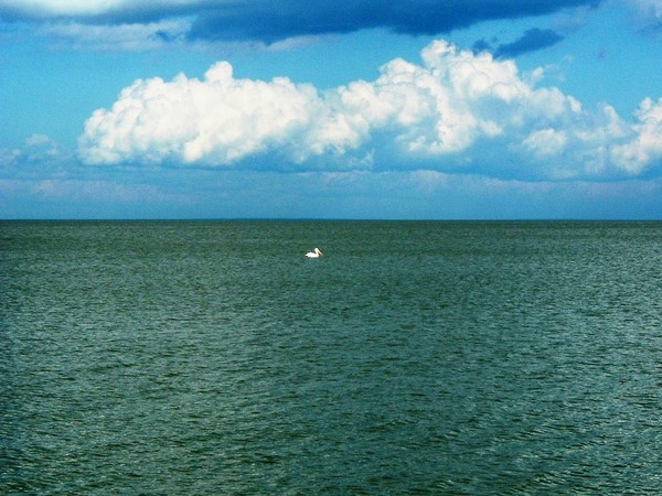 Pelican in the Lake