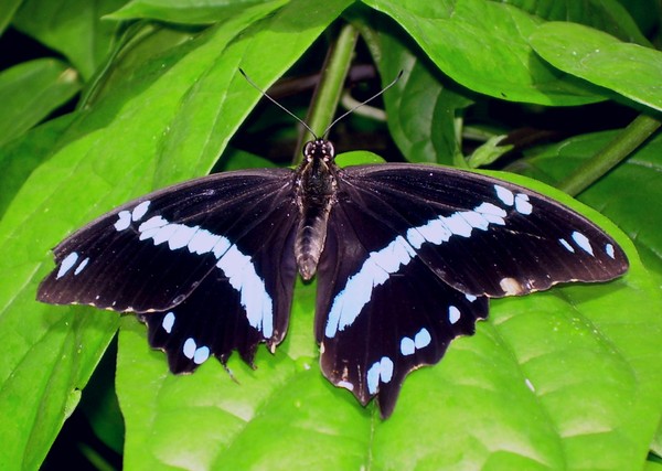 Achilles or Blue-Banded Morpho