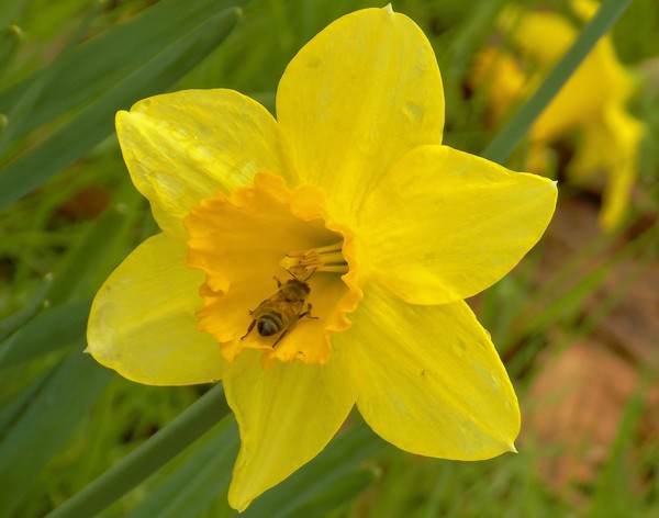 Daffodil and Honey Bee