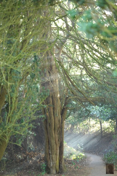 light trees