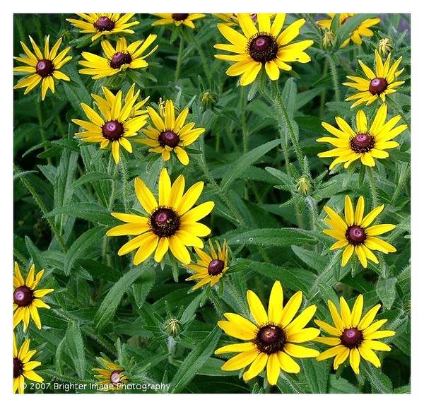 A Summer Bouquet