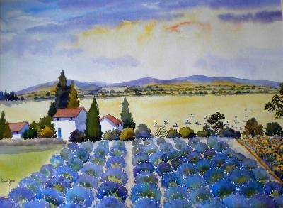 Lavender field Provence