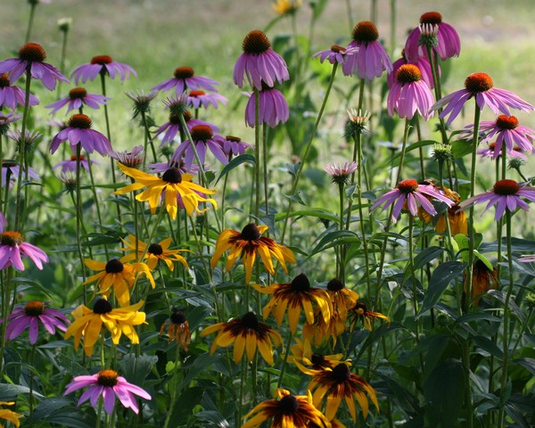 Roadside Wildflowers