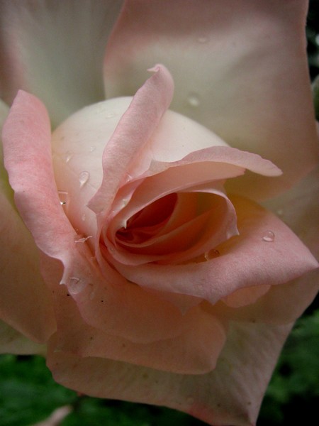 pink rose after a rainy day