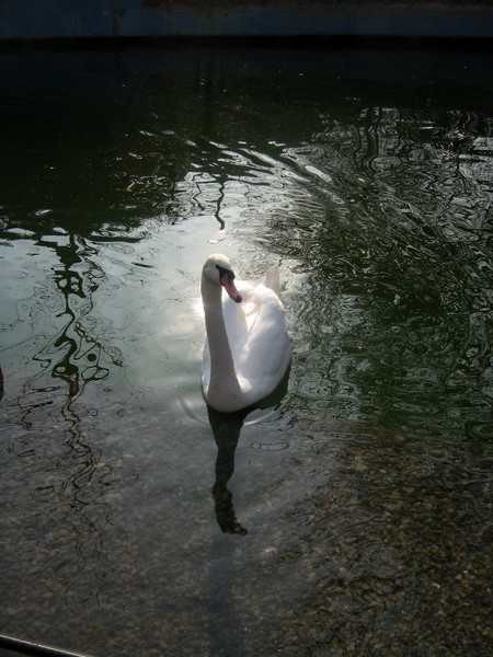 swan