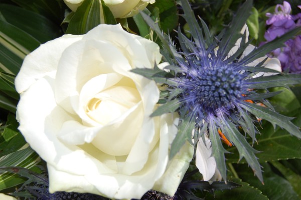 White rose