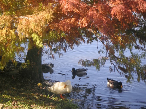 Autumn Peace