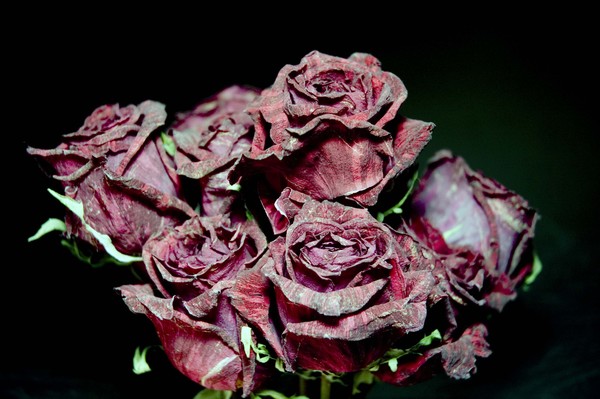Red Roses