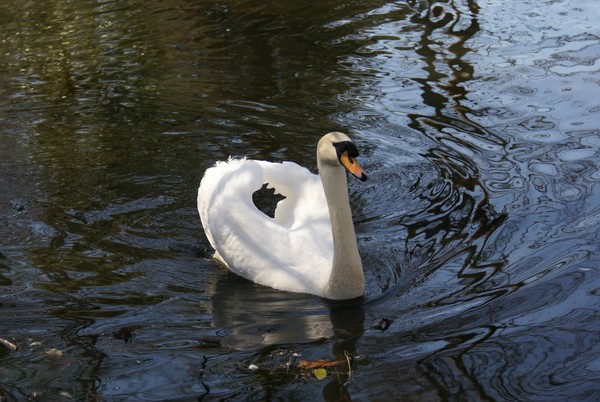 Swan
