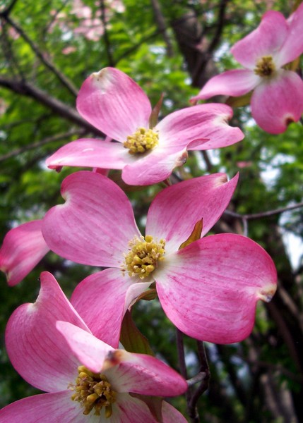 Blushing Dogwood. Photo.