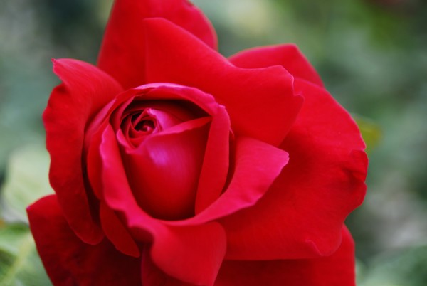 Super Red Rose