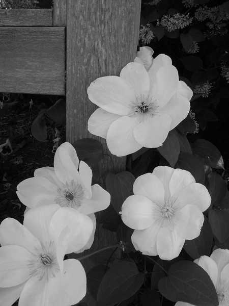 Pretty White Flowers