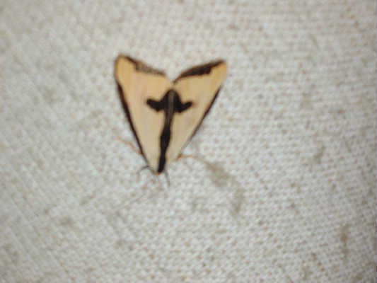 Christ Moth
