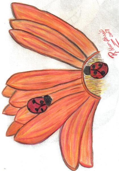 ladybug