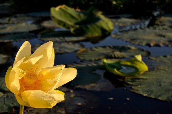 Kayaking through Lilly pads