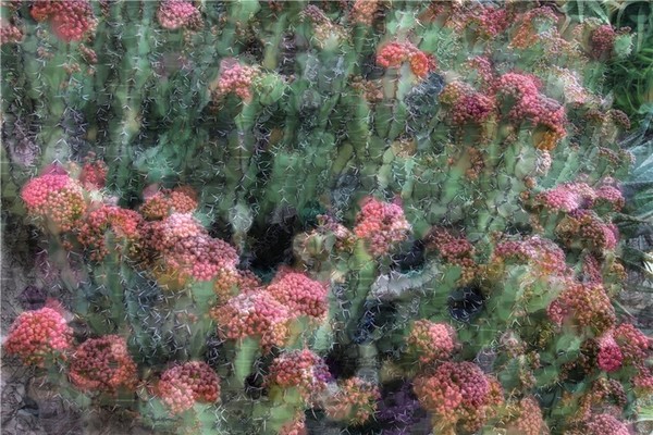 flower day