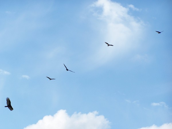 soaring
