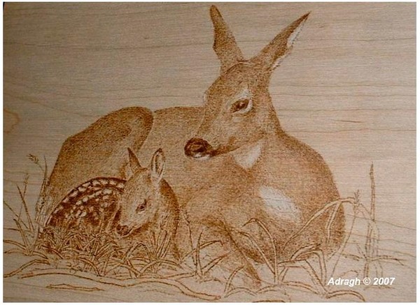 Fawn and Doe