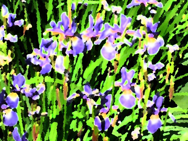 Iris blue