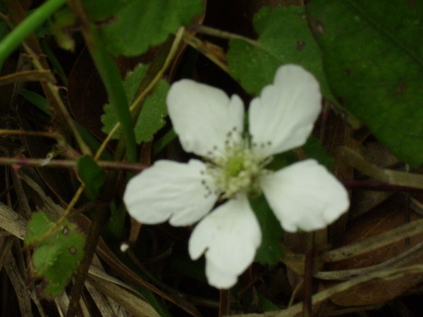 blackberry flower
