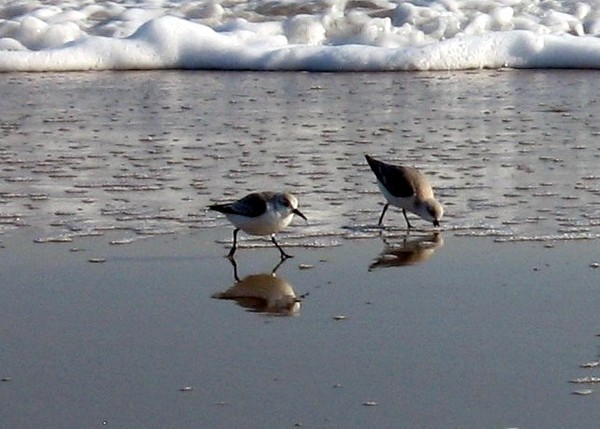 Mirrored