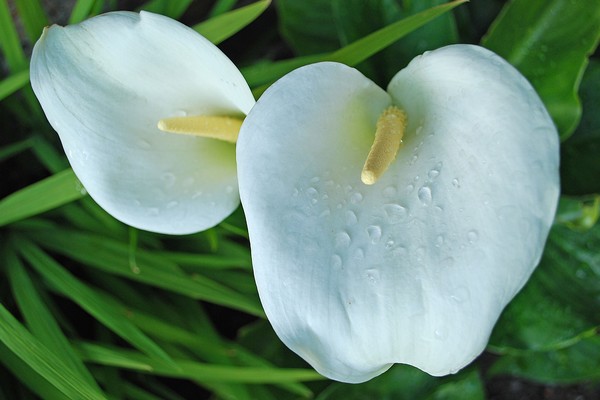 White Lillies