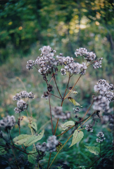 Soft Purple Flowers