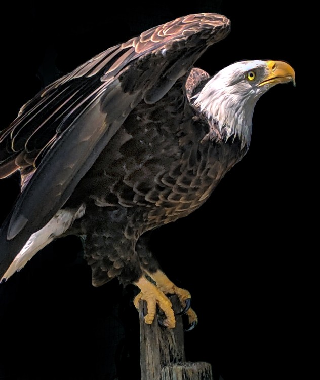 Bald Eagle
