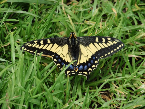 Flutterby