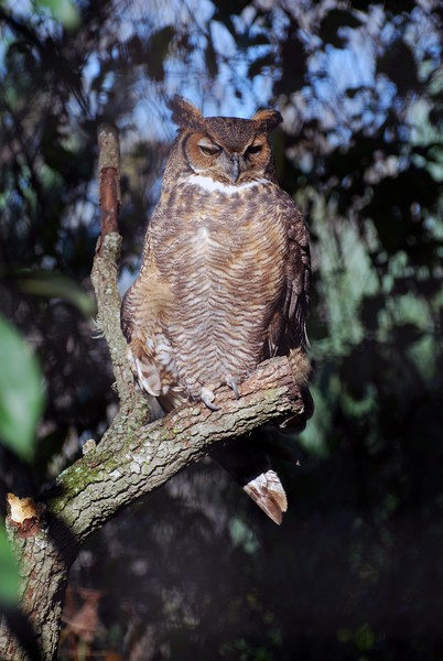 Great Horned Owl