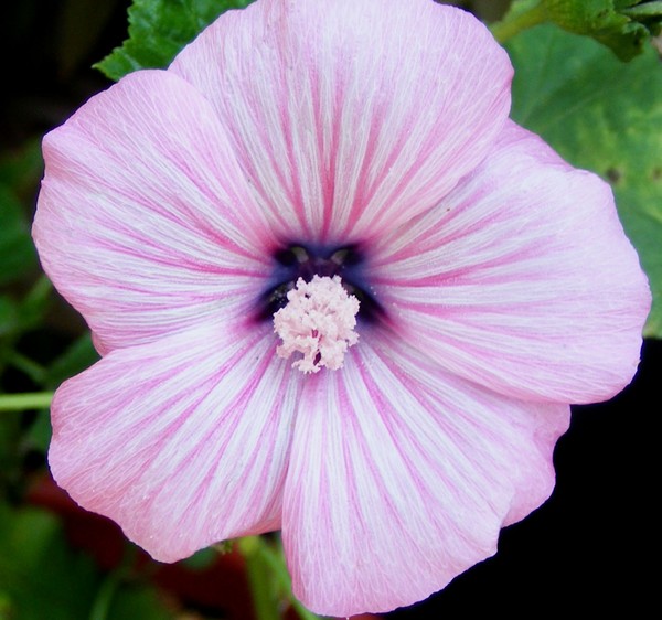 Purple_Perfection_2