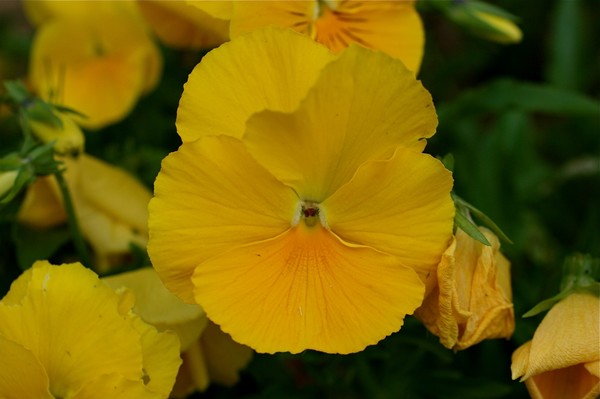 What A Pansy 2
