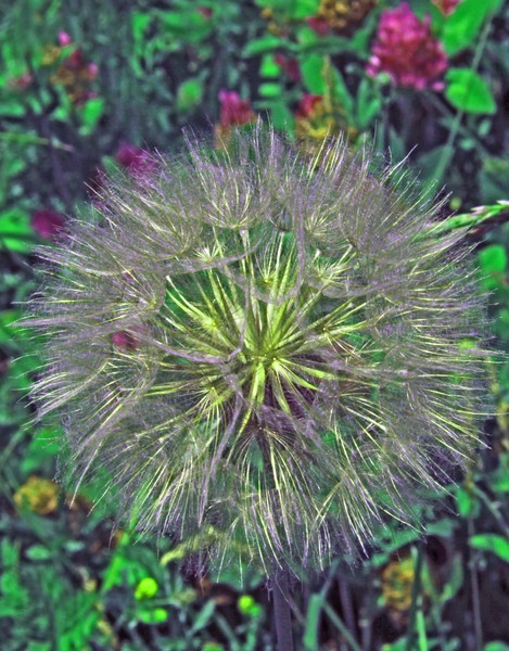 DANDELION SEED